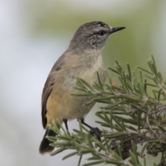 Acanthiza chrysorrhoa (Yellow-rumped Thornbill) at Gungahlin, ACT - 2 Mar 2018 by AlisonMilton