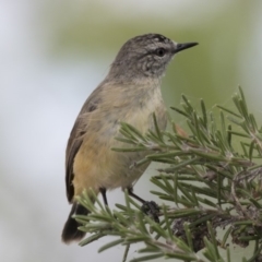 Acanthiza chrysorrhoa (Yellow-rumped Thornbill) at Yerrabi Pond - 2 Mar 2018 by Alison Milton