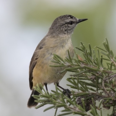 Acanthiza chrysorrhoa (Yellow-rumped Thornbill) at Gungahlin, ACT - 2 Mar 2018 by AlisonMilton