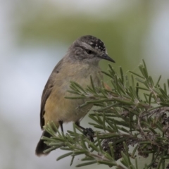 Acanthiza chrysorrhoa at Gungahlin, ACT - 2 Mar 2018 12:58 PM