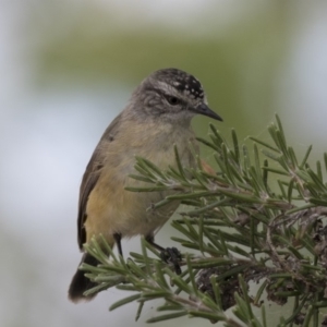 Acanthiza chrysorrhoa at Gungahlin, ACT - 2 Mar 2018 12:58 PM