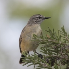 Acanthiza chrysorrhoa at Gungahlin, ACT - 2 Mar 2018