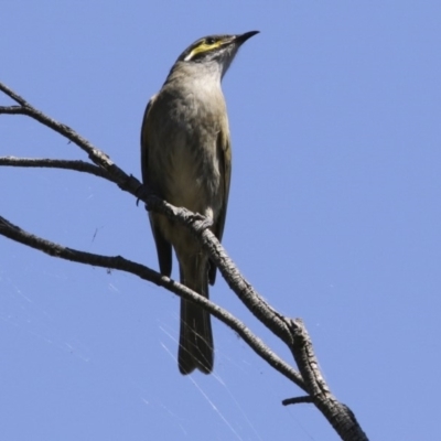 Caligavis chrysops (Yellow-faced Honeyeater) at Lake Ginninderra - 31 Mar 2018 by Alison Milton