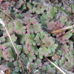 Azolla rubra (Red Water Fern) at Fyshwick, ACT - 20 Jun 2018 by MichaelBedingfield