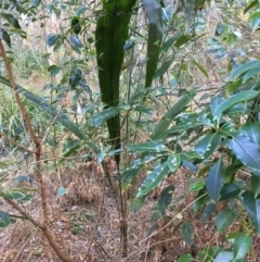 Cordyline rubra at Undefined - 5 Jul 2018 by Marg