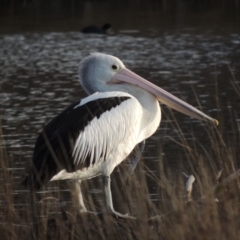 Pelecanus conspicillatus (Australian Pelican) at Fyshwick, ACT - 20 Jun 2018 by MichaelBedingfield