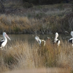 Pelecanus conspicillatus at Fyshwick, ACT - 20 Jun 2018 05:47 PM