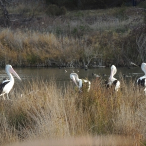 Pelecanus conspicillatus at Fyshwick, ACT - 20 Jun 2018 05:47 PM