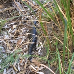 Tiliqua scincoides scincoides (Eastern Blue-tongue) at Undefined - 5 Jul 2018 by Marg