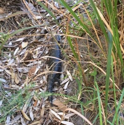 Tiliqua scincoides scincoides (Eastern Blue-tongue) at Undefined - 5 Jul 2018 by Marg