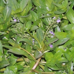 Veronica anagallis-aquatica at Fyshwick, ACT - 20 Jun 2018