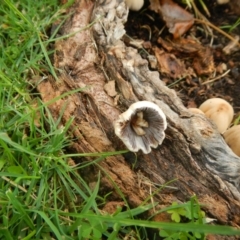 Coprinellus etc. (An Inkcap) at Lake Ginninderra - 19 Mar 2017 by Alison Milton