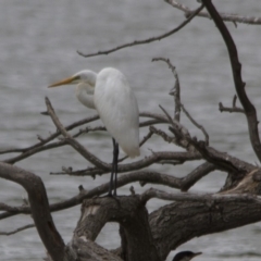 Ardea alba (Great Egret) at Belconnen, ACT - 19 Mar 2017 by Alison Milton