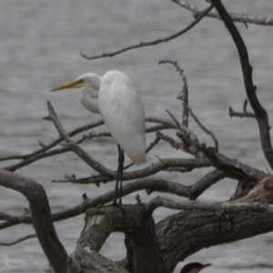 Ardea alba at Belconnen, ACT - 19 Mar 2017 11:48 AM