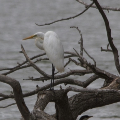 Ardea alba (Great Egret) at Lake Ginninderra - 19 Mar 2017 by Alison Milton