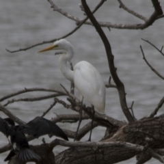 Ardea alba at Belconnen, ACT - 19 Mar 2017 11:48 AM