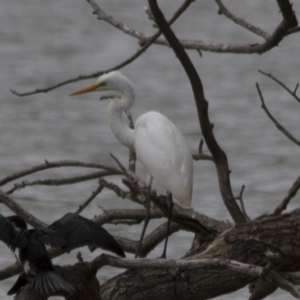 Ardea alba at Belconnen, ACT - 19 Mar 2017 11:48 AM