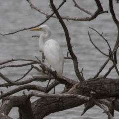 Ardea alba at Belconnen, ACT - 19 Mar 2017