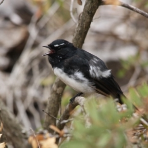 Rhipidura leucophrys at Belconnen, ACT - 19 Mar 2017 11:53 AM