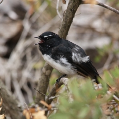 Rhipidura leucophrys (Willie Wagtail) at Belconnen, ACT - 19 Mar 2017 by Alison Milton