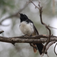 Rhipidura leucophrys at Belconnen, ACT - 19 Mar 2017 11:53 AM