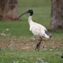 Threskiornis molucca (Australian White Ibis) at Lake Ginninderra - 19 Mar 2017 by Alison Milton