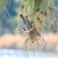 Manorina melanocephala (Noisy Miner) at Lake Tuggeranong - 8 Jul 2018 by frostydog