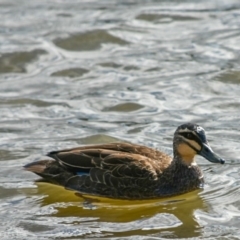 Anas superciliosa (Pacific Black Duck) at Lake Tuggeranong - 8 Jul 2018 by frostydog