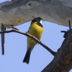 Pachycephala pectoralis (Golden Whistler) at Acton, ACT - 17 Apr 2018 by Alison Milton