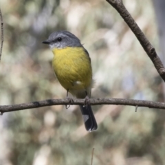Eopsaltria australis (Eastern Yellow Robin) at ANBG - 17 Apr 2018 by Alison Milton