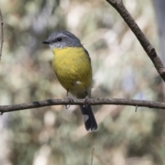 Eopsaltria australis (Eastern Yellow Robin) at Acton, ACT - 17 Apr 2018 by AlisonMilton