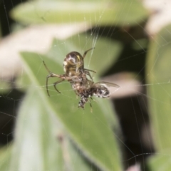 Phonognatha graeffei (Leaf Curling Spider) at Acton, ACT - 17 Apr 2018 by Alison Milton