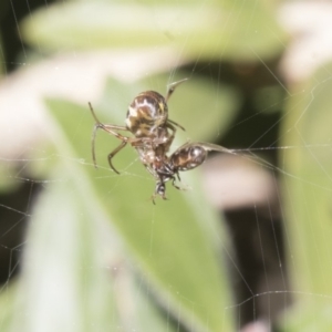 Phonognatha graeffei at Acton, ACT - 17 Apr 2018