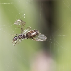 Unverified Ant (Hymenoptera, Formicidae) at ANBG - 17 Apr 2018 by AlisonMilton