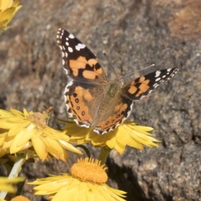 Vanessa kershawi (Australian Painted Lady) at Acton, ACT - 17 Apr 2018 by AlisonMilton