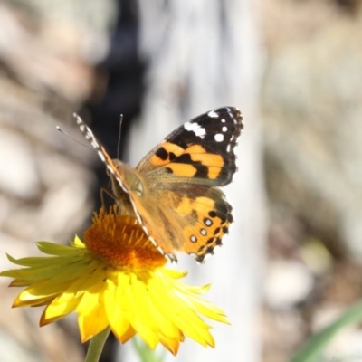 Vanessa kershawi (Australian Painted Lady) at Acton, ACT - 17 Apr 2018 by Alison Milton