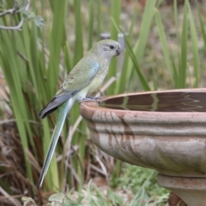 Psephotus haematonotus at Higgins, ACT - 7 Jul 2018