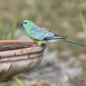 Psephotus haematonotus at Higgins, ACT - 7 Jul 2018