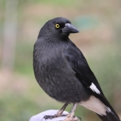 Strepera graculina (Pied Currawong) at Higgins, ACT - 7 Jul 2018 by Alison Milton