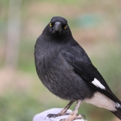 Strepera graculina at Higgins, ACT - 7 Jul 2018 01:36 PM