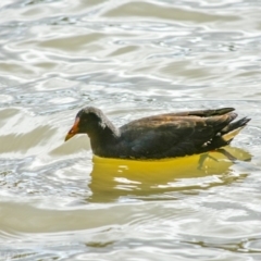 Gallinula tenebrosa (Dusky Moorhen) at Lake Tuggeranong - 8 Jul 2018 by frostydog