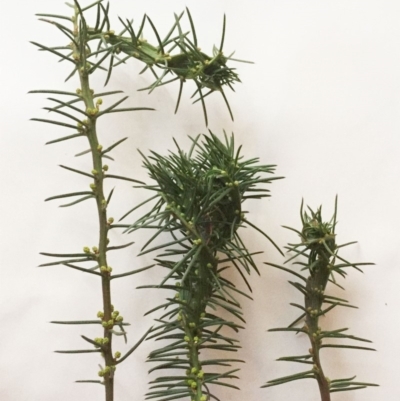 Acacia genistifolia (Early Wattle) at Hughes Garran Woodland - 29 May 2018 by ruthkerruish