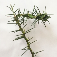 Acacia genistifolia at Garran, ACT - 30 May 2018
