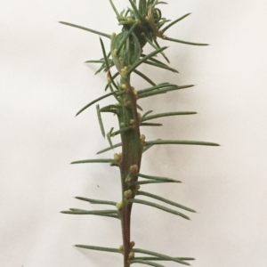 Acacia genistifolia at Garran, ACT - 30 May 2018