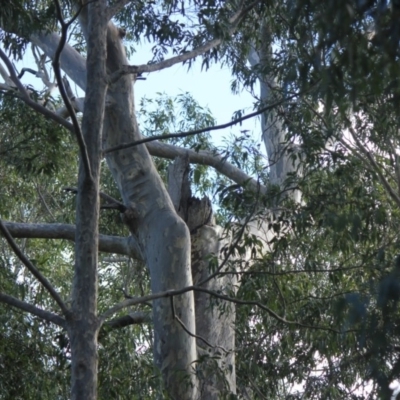 Native tree with hollow(s) (Native tree with hollow(s)) at Bodalla State Forest - 8 Jul 2018 by nickhopkins