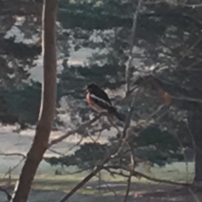 Petroica boodang (Scarlet Robin) at Wolumla, NSW - 8 Jul 2018 by PatriciaDaly