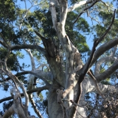 Native tree with hollow(s) (Native tree with hollow(s)) at Bodalla, NSW - 8 Jul 2018 by nickhopkins
