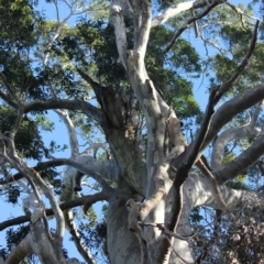 Native tree with hollow(s) (Native tree with hollow(s)) at Bodalla State Forest - 8 Jul 2018 by nickhopkins