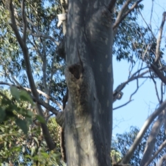 Native tree with hollow(s) (Native tree with hollow(s)) at Bodalla, NSW - 8 Jul 2018 by nickhopkins