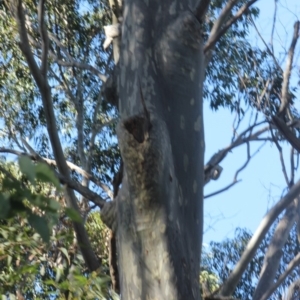 Native tree with hollow(s) at Bodalla, NSW - 8 Jul 2018
